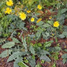 Attēlu rezultāti vaicājumam “Hieracium murorum”