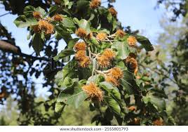 Attēlu rezultāti vaicājumam “Fagus sylvatica fruit”