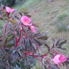 Attēlu rezultāti vaicājumam “Rosa glauca”