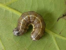 Attēlu rezultāti vaicājumam “Orthosia larvae”