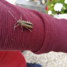 Attēlu rezultāti vaicājumam “Saperda carcharias”