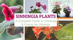 Image result for Sinningia