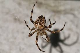 Attēlu rezultāti vaicājumam “Araneus diadematus female”