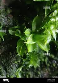 Attēlu rezultāti vaicājumam “Syntrichia papillosa”