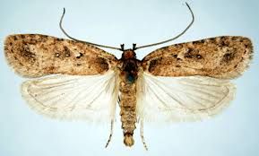 Attēlu rezultāti vaicājumam “Agonopterix heracliana”