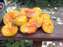 Afbeeldingsresultaat voor blushing yellow tomato