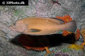 Image result for Cephalopholis fulva