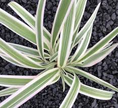 Attēlu rezultāti vaicājumam “Dianema nivale sessile”