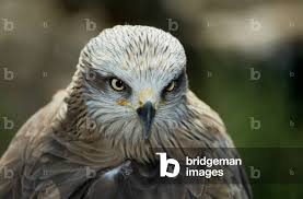 Image result for Milvus milvus