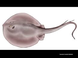 Image result for Styracura pacifica