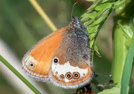 Attēlu rezultāti vaicājumam “Coenonympha arcania underside”