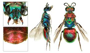 Attēlu rezultāti vaicājumam “Hedychrum sp.”