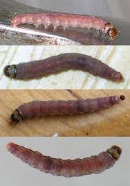 Attēlu rezultāti vaicājumam “Proutia betulina larva”