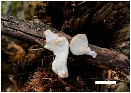 Attēlu rezultāti vaicājumam “Postia leucomallella”