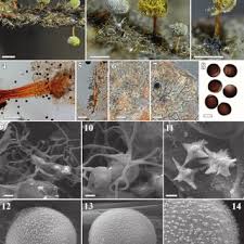 Attēlu rezultāti vaicājumam “Didymium sp.”