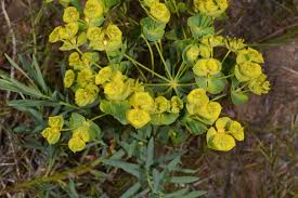Attēlu rezultāti vaicājumam “Euphorbia virgata flower”