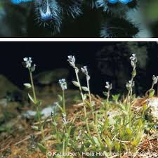 Attēlu rezultāti vaicājumam “Myosotis stricta”
