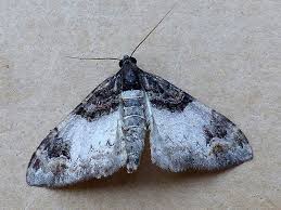 Attēlu rezultāti vaicājumam “Catarhoe cuculata”