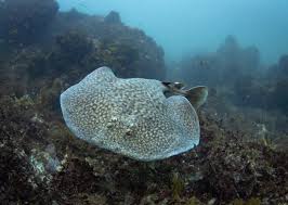 Image result for Torpedo marmorata