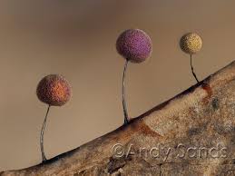 Attēlu rezultāti vaicājumam “Lamproderma columbinum spores”