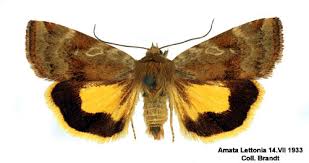 Attēlu rezultāti vaicājumam “Cryptocala chardinyi”