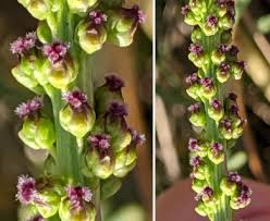 Attēlu rezultāti vaicājumam “Triglochin maritimum flower”
