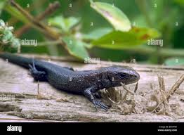 Attēlu rezultāti vaicājumam “Lacerta vivipara juvenile”