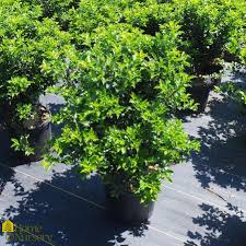 Attēlu rezultāti vaicājumam “Ilex x meserveae”