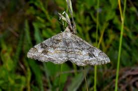 Attēlu rezultāti vaicājumam “Alcis repandata”