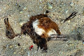 Image result for albatross dead chick