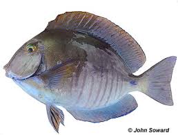 Image result for Acanthurus coeruleus