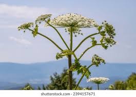 Attēlu rezultāti vaicājumam “Heracleum sosnowskyi leaf”
