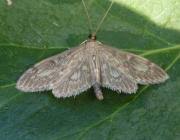 Attēlu rezultāti vaicājumam “Anania lancealis”