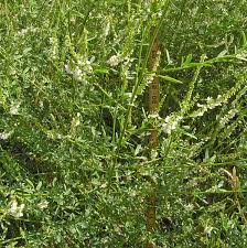 Attēlu rezultāti vaicājumam “Melilotus officinalis”