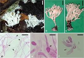 Attēlu rezultāti vaicājumam “Trechispora mollusca”