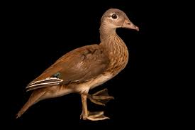 Attēlu rezultāti vaicājumam “Aix galericulata”