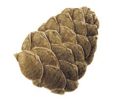 Image result for Pinus cembra