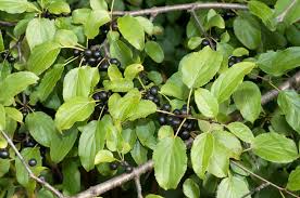 Attēlu rezultāti vaicājumam “Rhamnus cathartica fruit”