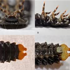 Attēlu rezultāti vaicājumam “Lygistopterus sanguineus larva”