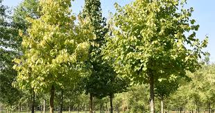 Attēlu rezultāti vaicājumam “Corylus colurna”