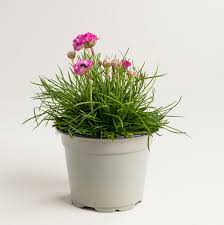 Image result for Grasnelke