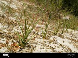 Attēlu rezultāti vaicājumam “Carex arenaria”