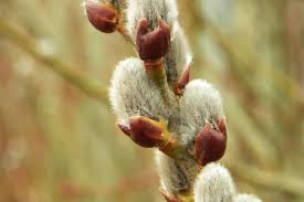 Attēlu rezultāti vaicājumam “Salix aurita bud”