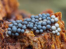 Attēlu rezultāti vaicājumam “Cribraria vulgaris macro”