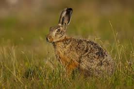 Attēlu rezultāti vaicājumam “Lepus europaeus”