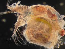 Attēlu rezultāti vaicājumam “Cladopodiella francisci macro”