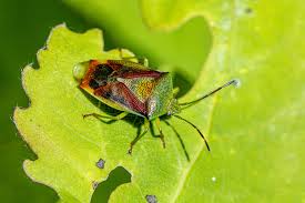 Attēlu rezultāti vaicājumam “Elasmostethus interstinctus”