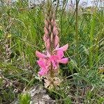 Attēlu rezultāti vaicājumam “Onobrychis arenaria fruit”