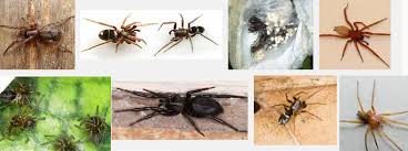 Attēlu rezultāti vaicājumam “Gnaphosidae”