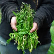 Attēlu rezultāti vaicājumam “Capsella bursa-pastoris leaf”